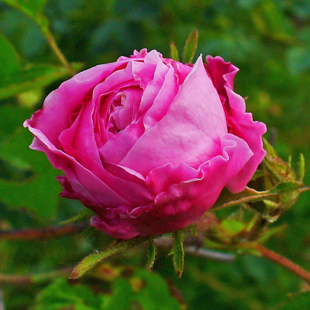 Rosa Centifolia