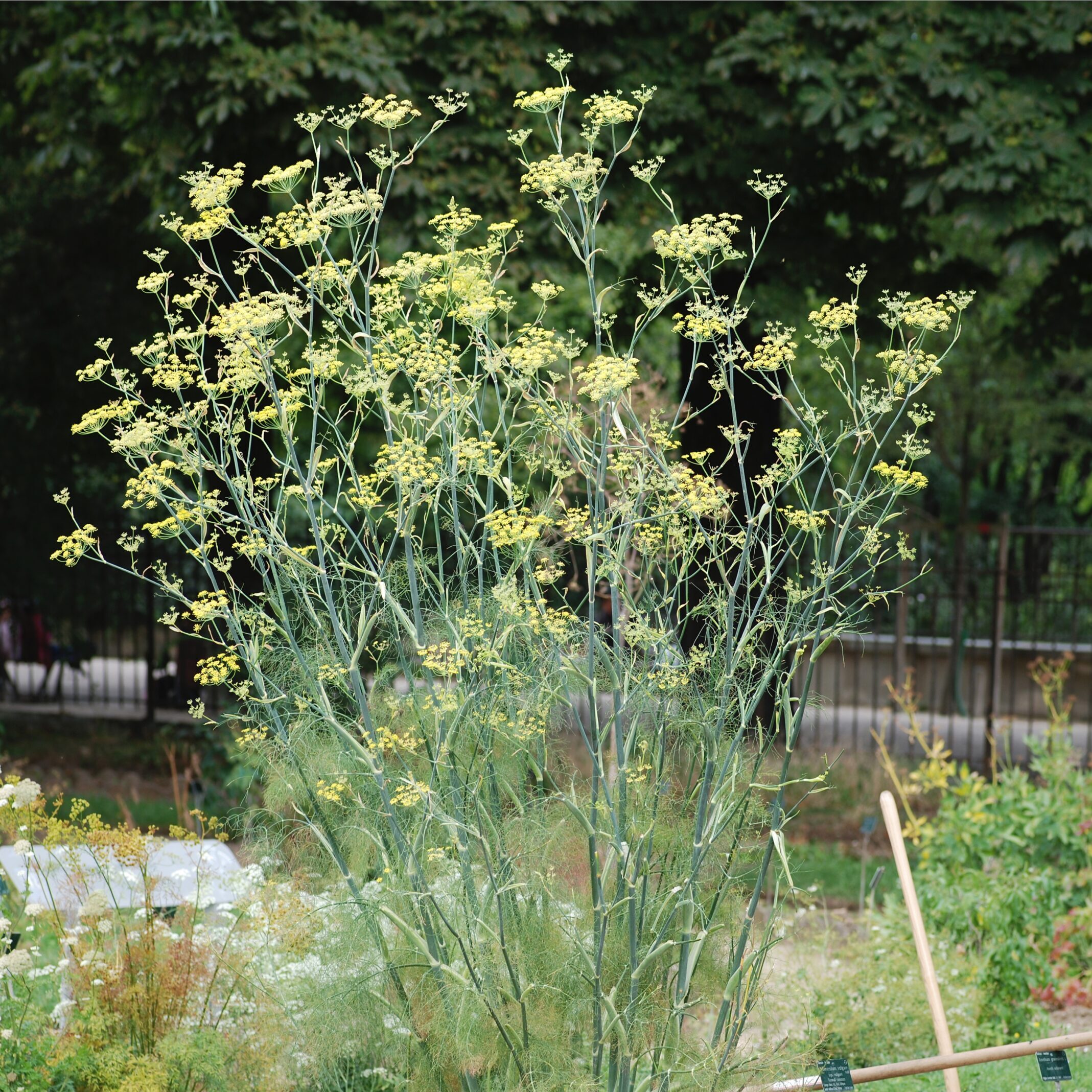 Fennel