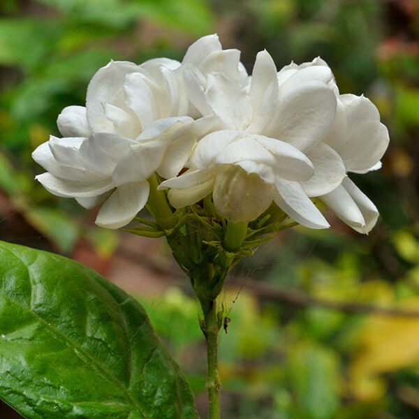 Sambac Jasmine