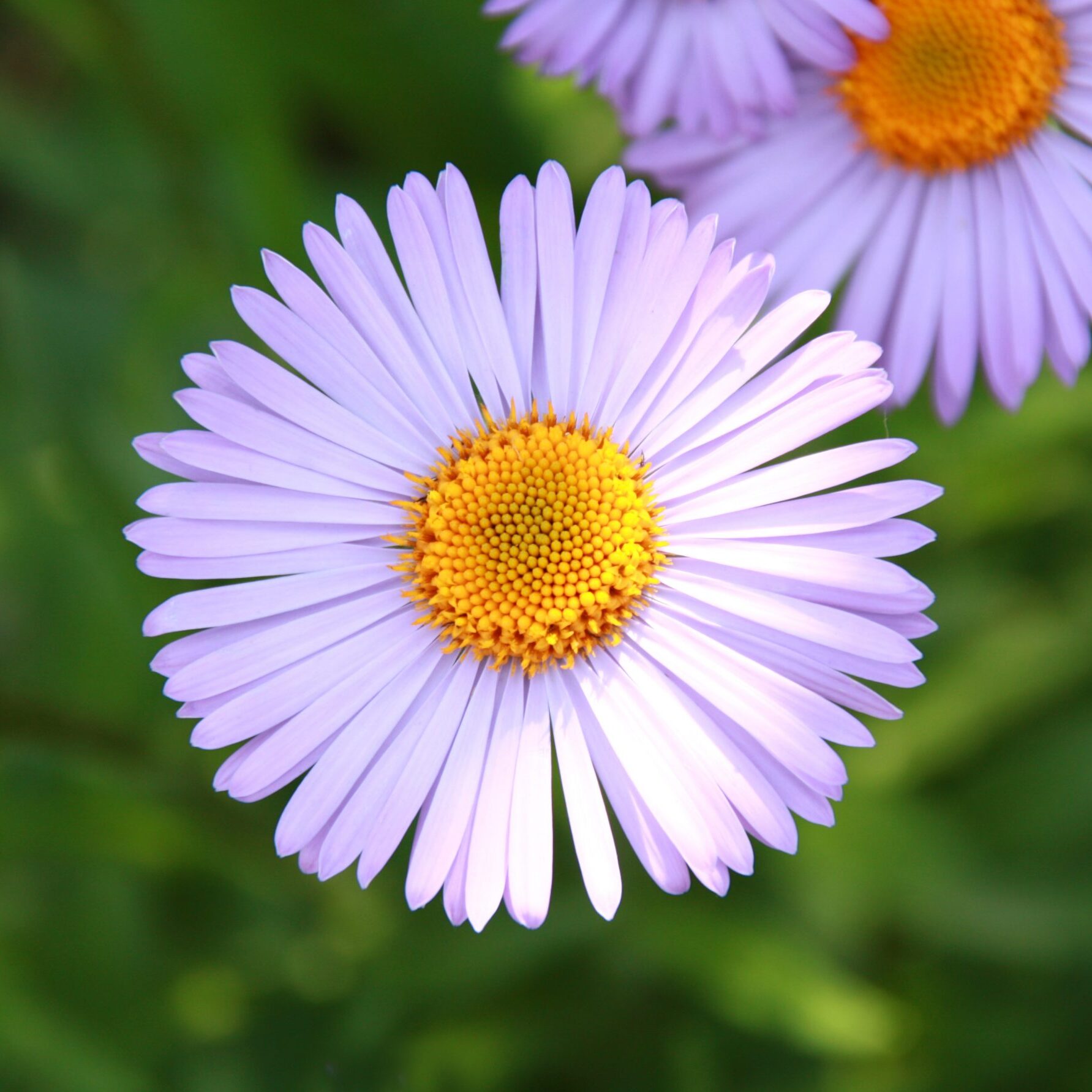 Blue Chamomile