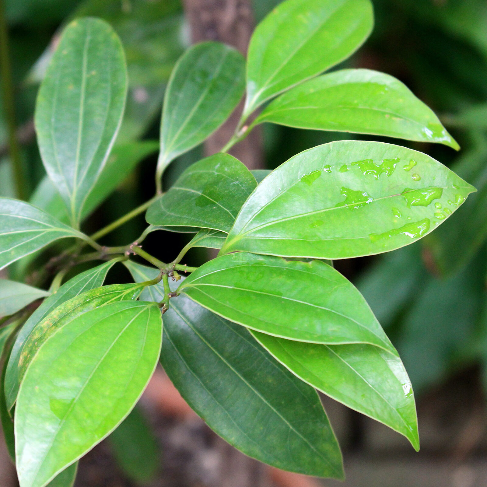 Cinnamon Leaves