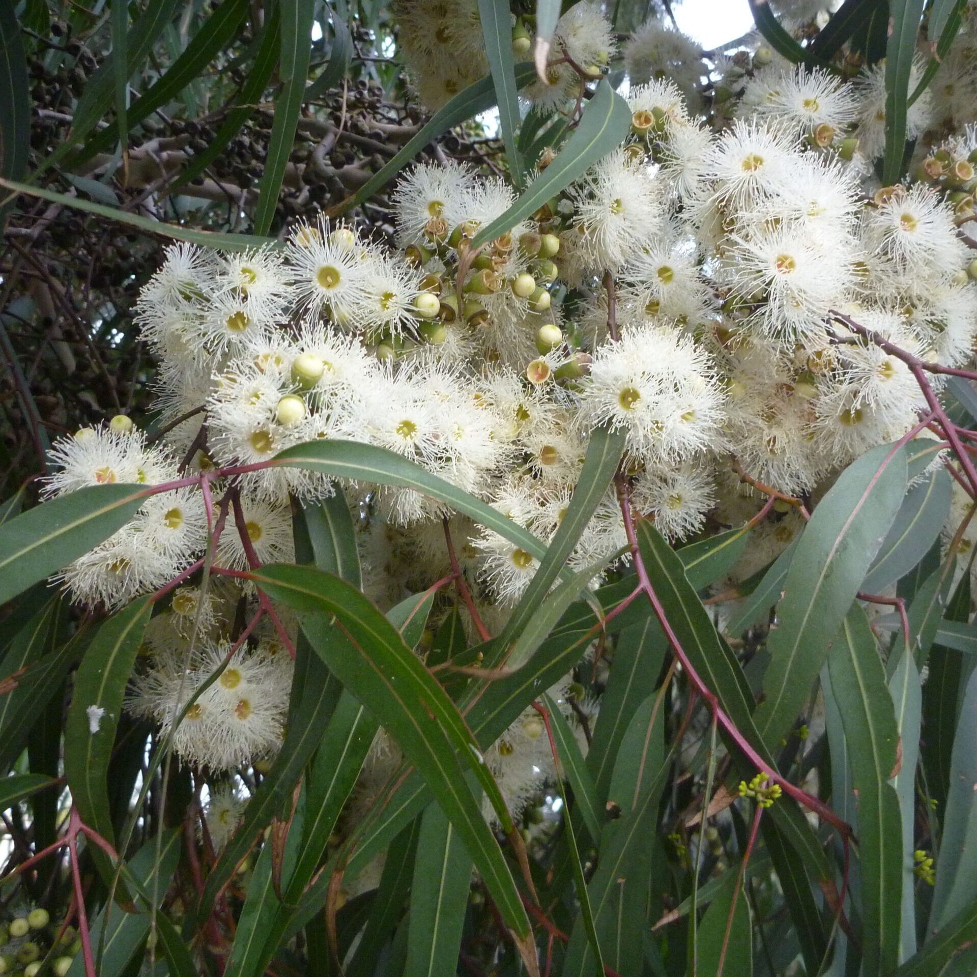 Eucalyptus Citriodora