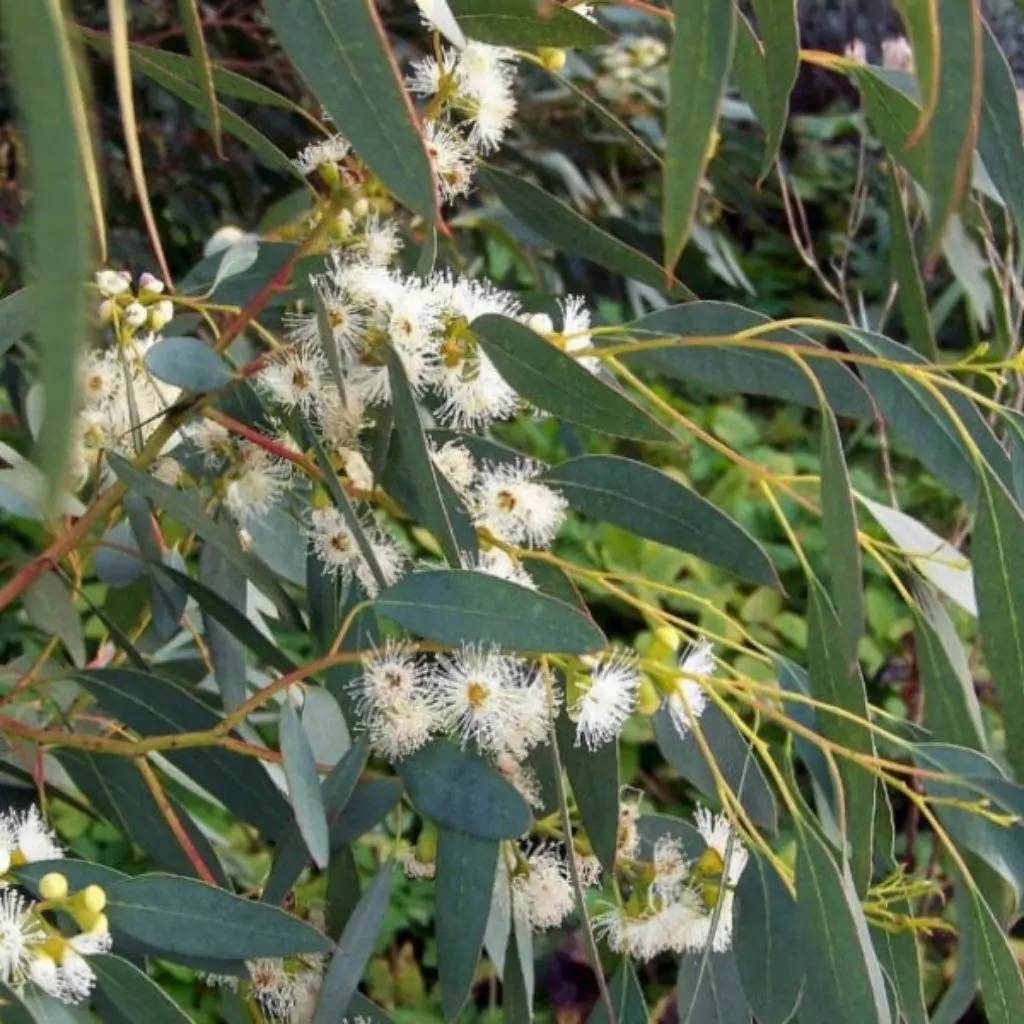 Eucalyptus Globulus