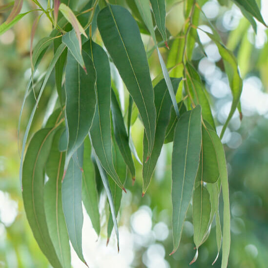 Eucalyptus Radiata