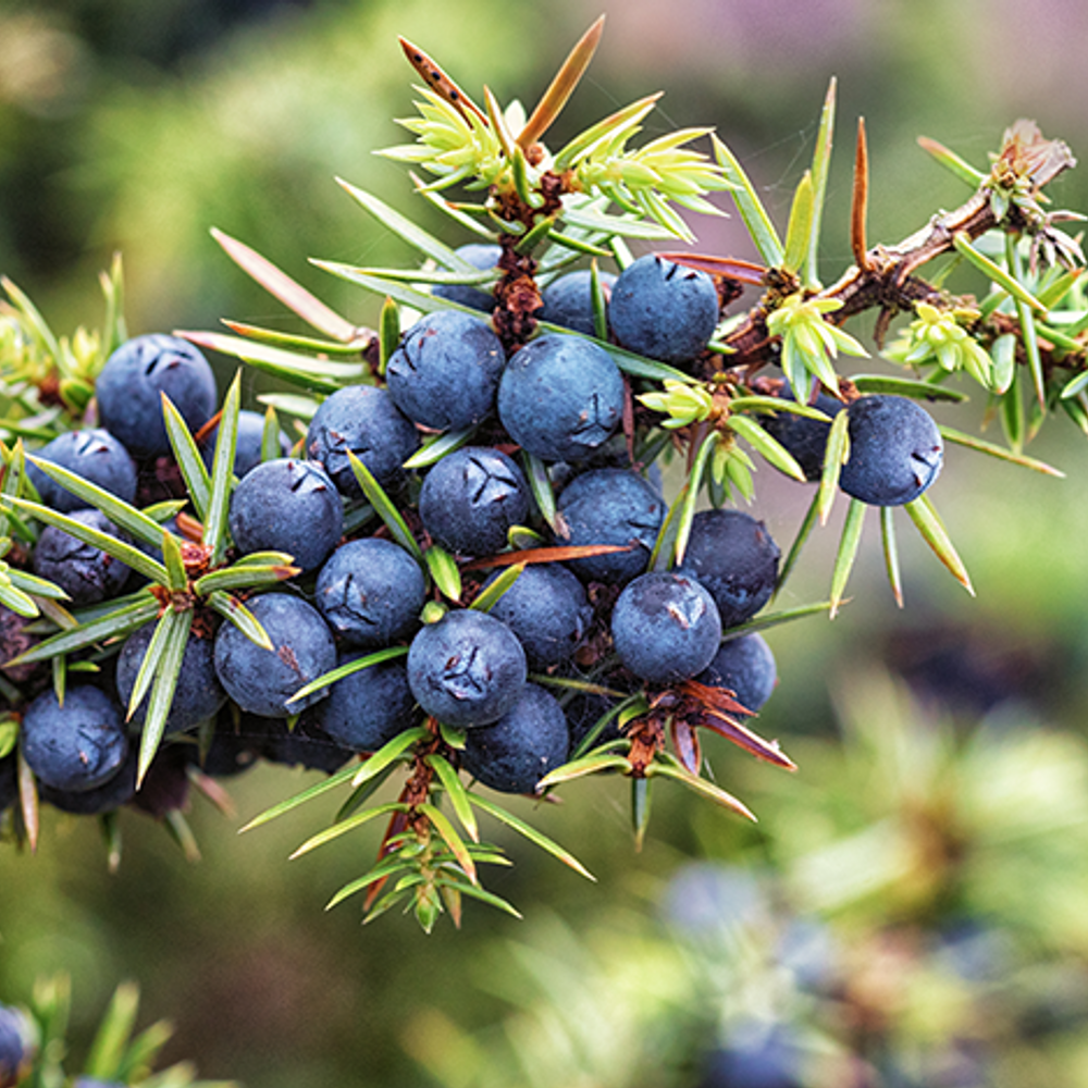 Juniper Berry