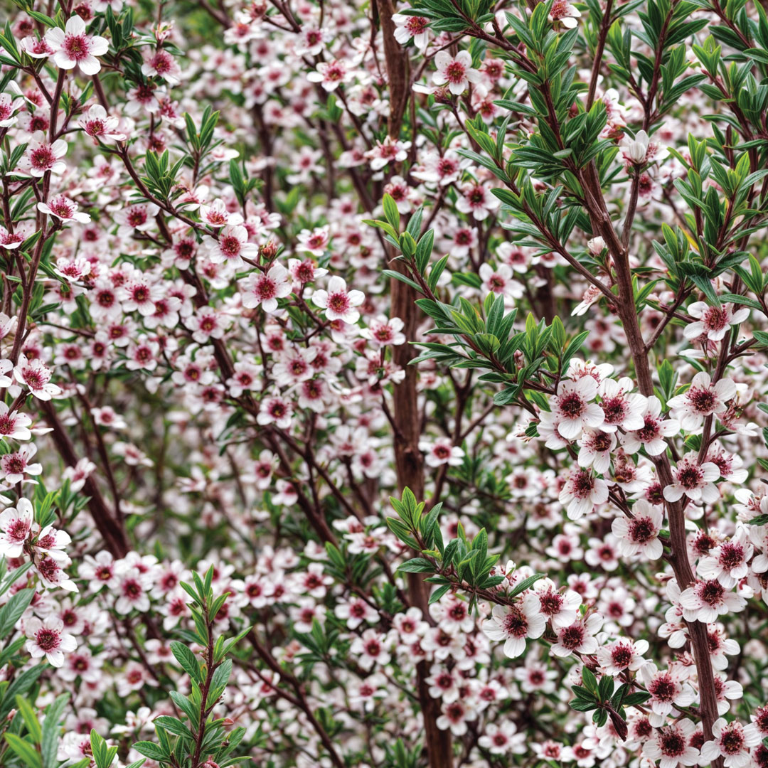 Manuka