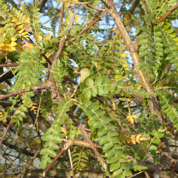 Boswellia Occulta