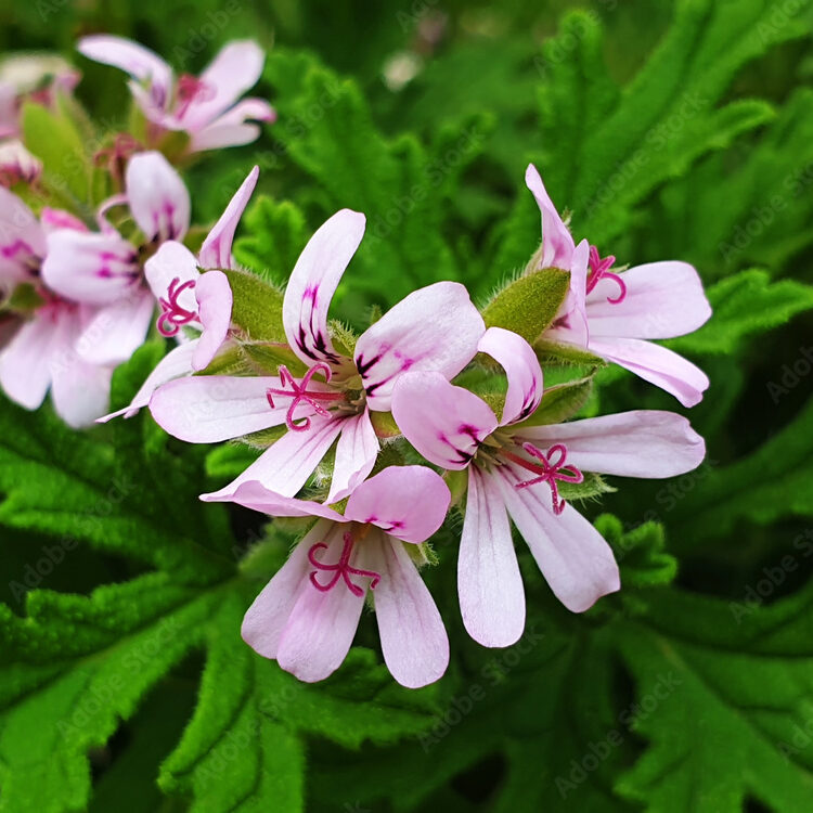 Rose Geranium