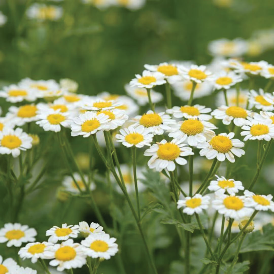 Roman Chamomile