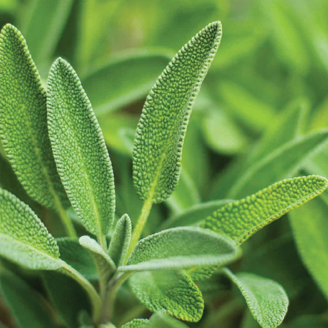 Sage Officinalis