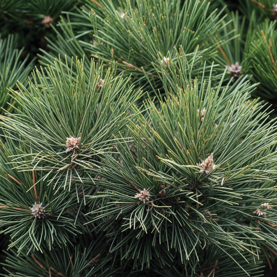 Scots Pine