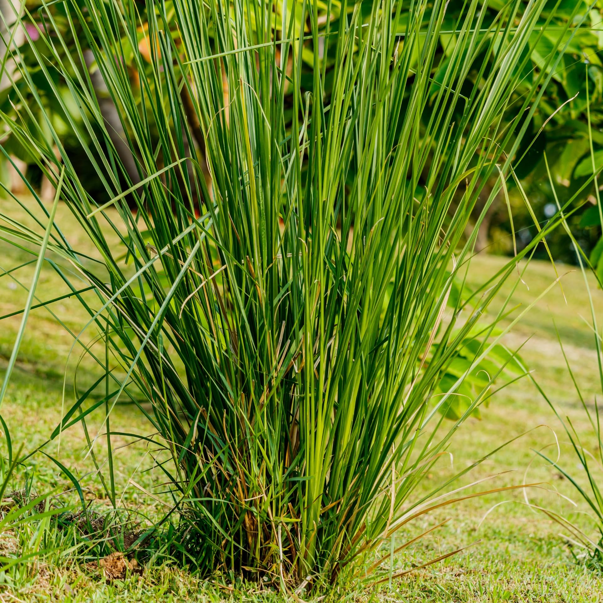 Green Vetiver