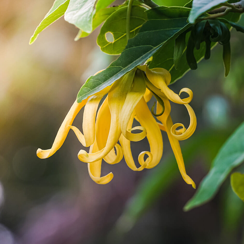 Ylang Ylang